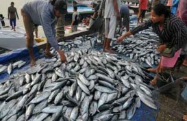 BALITBANG KP Riset Budidaya Ikan Tuna Sirip Kuning